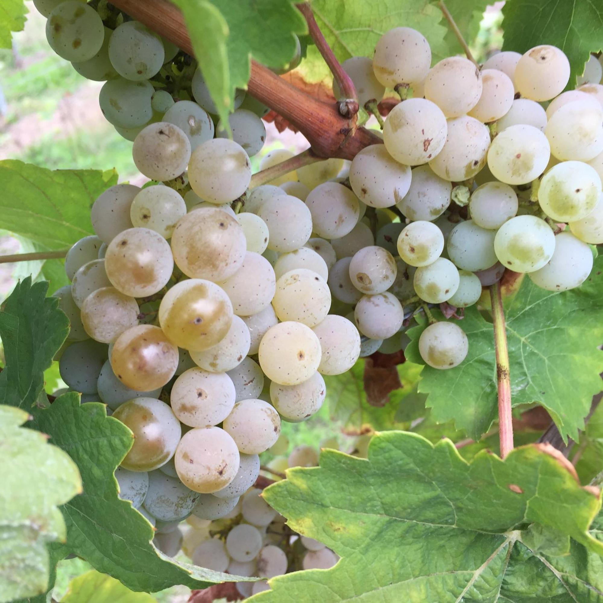 Ferienweingut Willems Oberemmel Ngoại thất bức ảnh