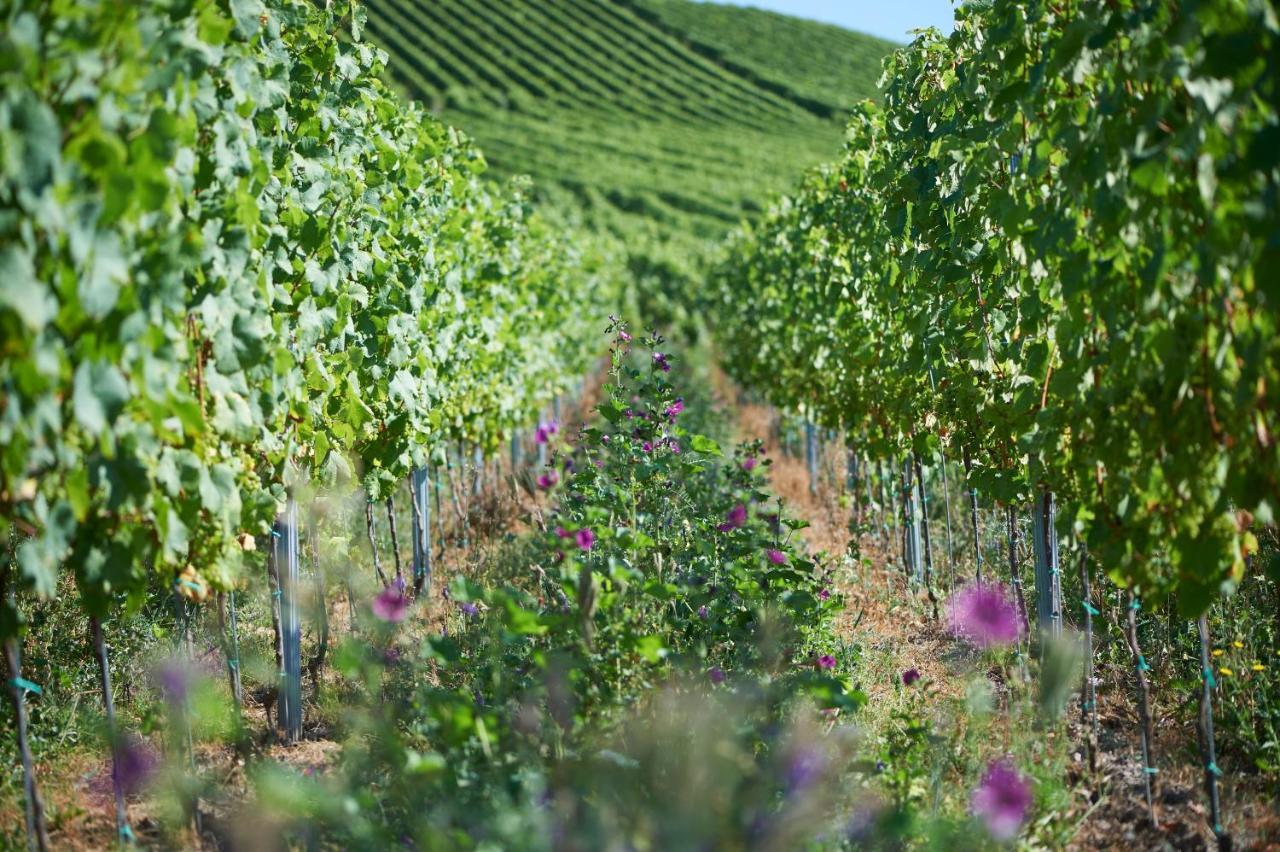 Ferienweingut Willems Oberemmel Ngoại thất bức ảnh